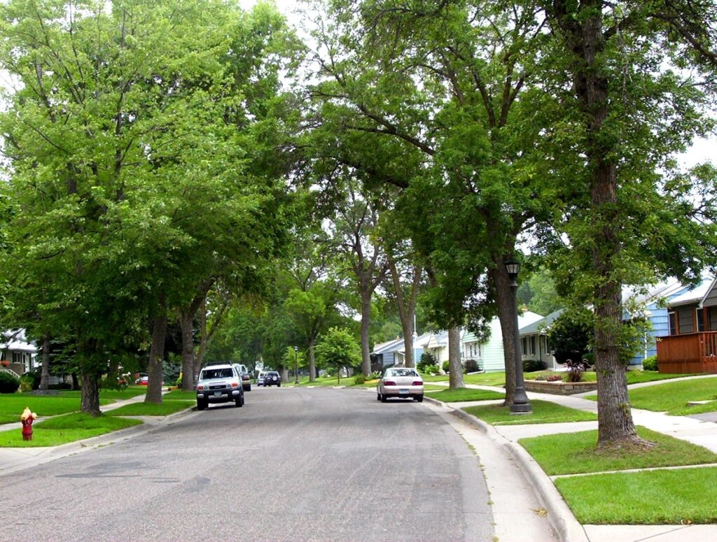 ash tree before damage