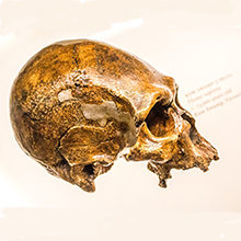 Skull