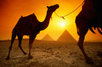 Camel in egypt